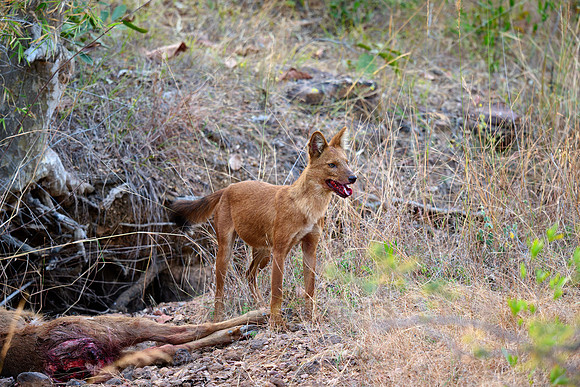 dhole (Cuon alpinus) or indian wild dog on kill