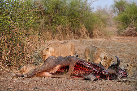 pride of lioness (Panthera leo) at buffalo kill