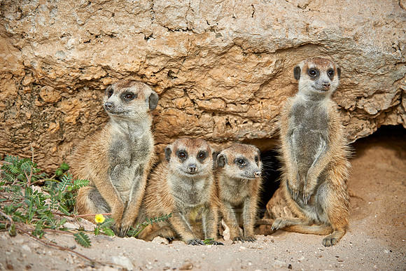meerkat or suricate, Suricata suricatta