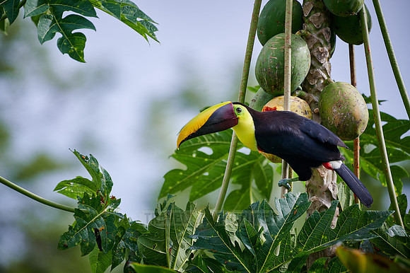 chestnut-mandibled toucan or Swainson's toucan steeling Papaya
