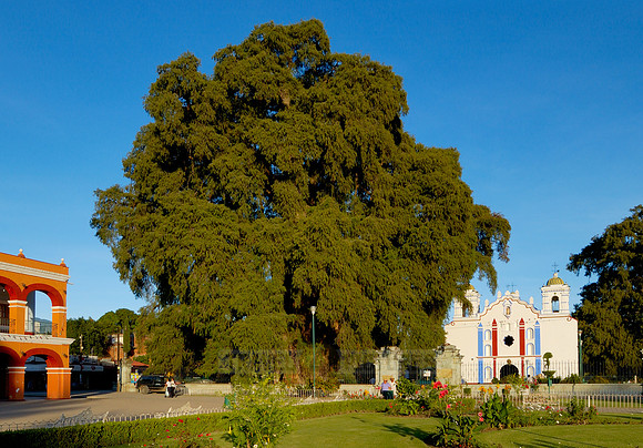 Arbol del Tule and church SANTA MARIA DEL TULE