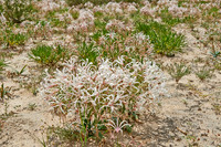 vleilelie, Nerine laticoma