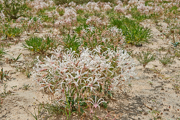 vleilelie, Nerine laticoma