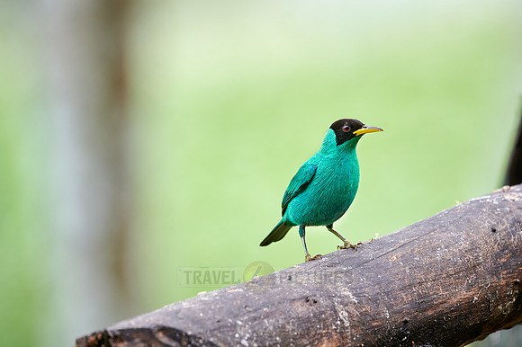 male green honeycreeper (Chlorophanes spiza)