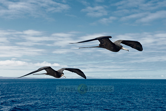flying Frigatebird