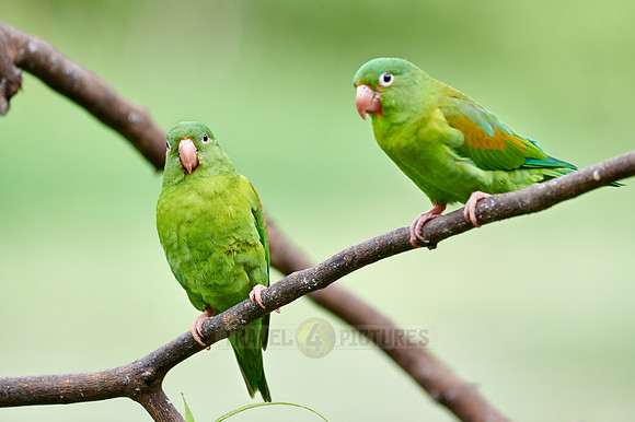 two orange-chinned parakeet (Brotogeris jugularis)