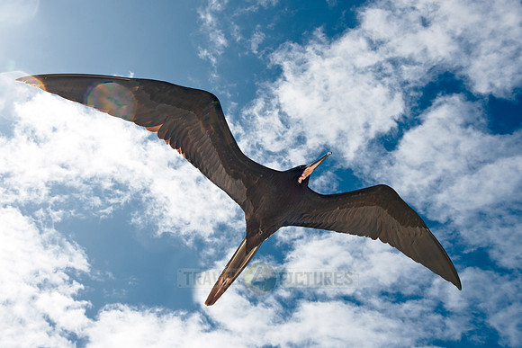 flying Frigatebird