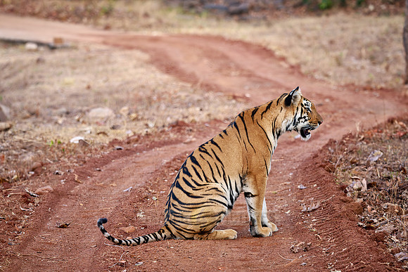 Bengal tiger (Panthera tigris tigris)
