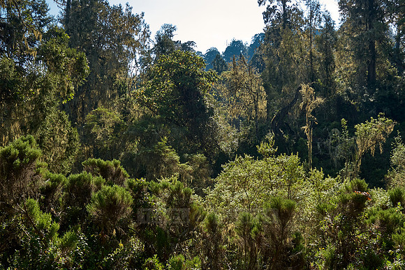 rainforest at Kilimanjaro