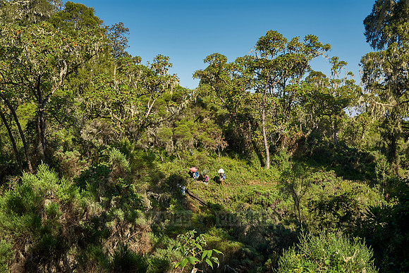 porters walking through rainforest at feed of Mount Kilimanjaro