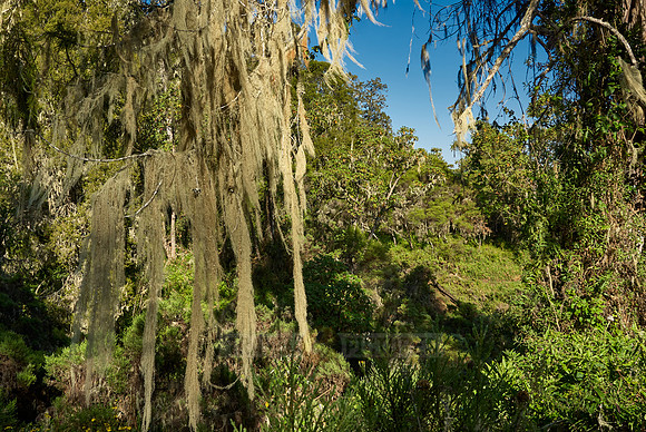 rainforest at Kilimanjaro