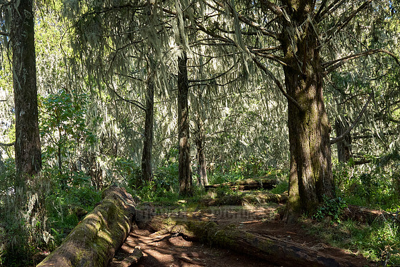 rainforest at Kilimanjaro