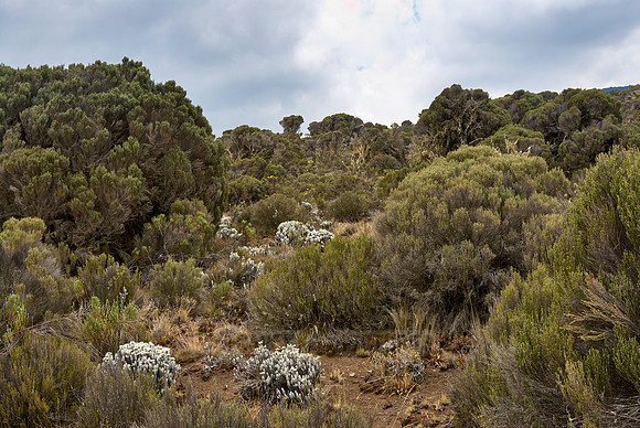 typical vegetation at foot of Mount Kilimanjaro