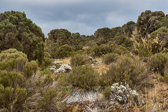 typical vegetation at foot of Mount Kilimanjaro