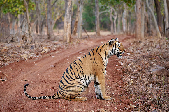 Bengal tiger (Panthera tigris tigris)