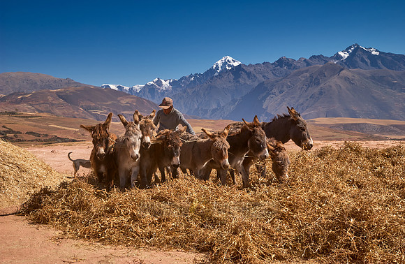 farmers using donkeys for threshing corn