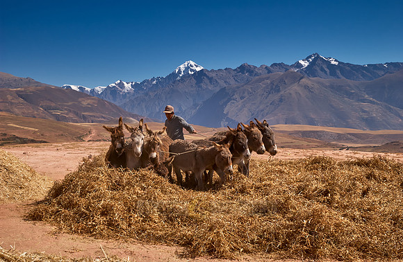 farmers using donkeys for threshing corn