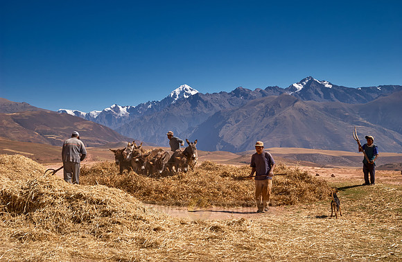 farmers using donkeys for threshing corn