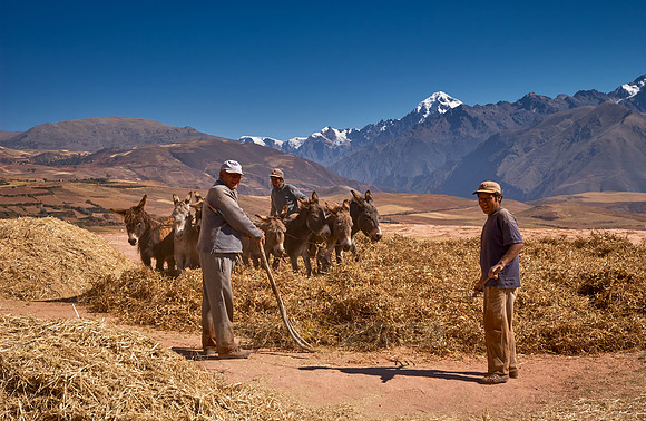 farmers using donkeys for threshing corn
