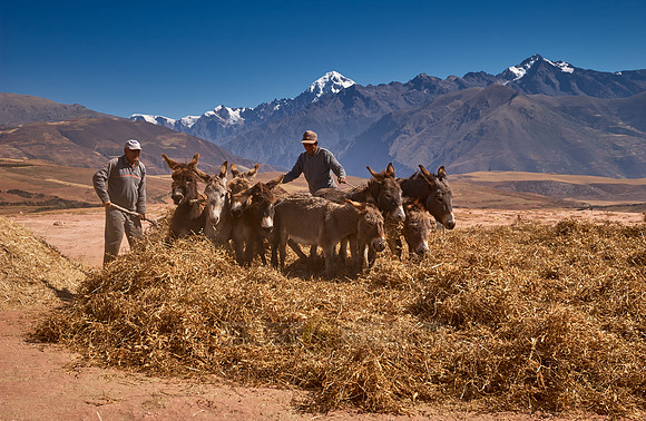 farmers using donkeys for threshing corn