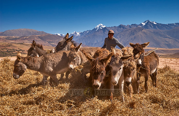farmers using donkeys for threshing corn