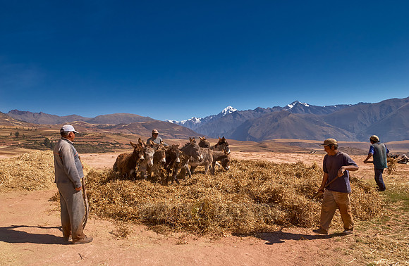 farmers using donkeys for threshing corn