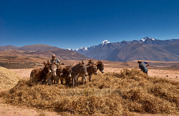 farmers using donkeys for threshing corn