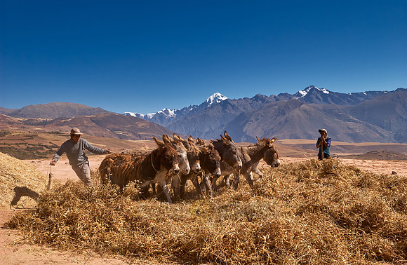 farmers using donkeys for threshing corn