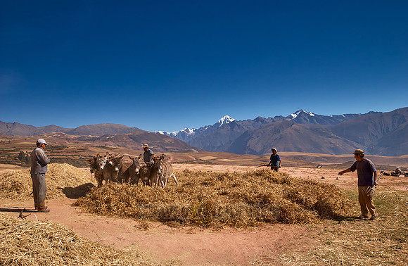 farmers using donkeys for threshing corn
