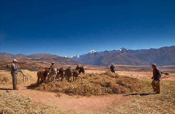 farmers using donkeys for threshing corn