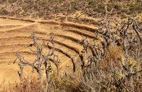 Agricultural Inca Terraces at Moray