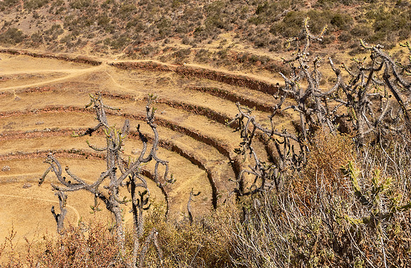 Agricultural Inca Terraces at Moray