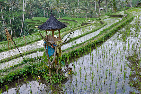 Rice fields of Bali
