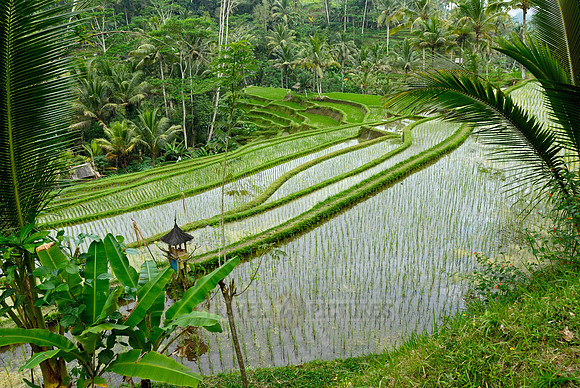 Rice fields of Bali