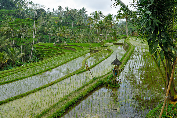 Rice fields of Bali