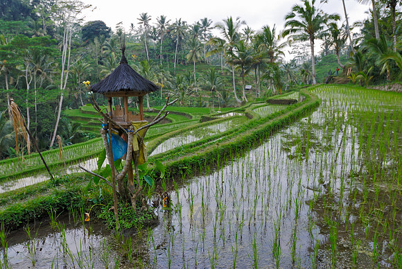 Rice fields of Bali