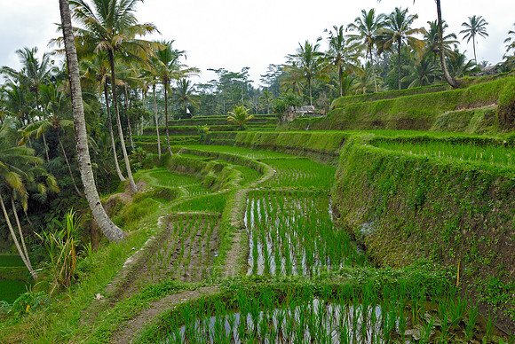 Rice fields of Bali