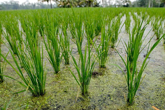 Rice fields of Bali