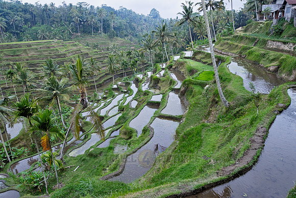 Rice fields of Bali