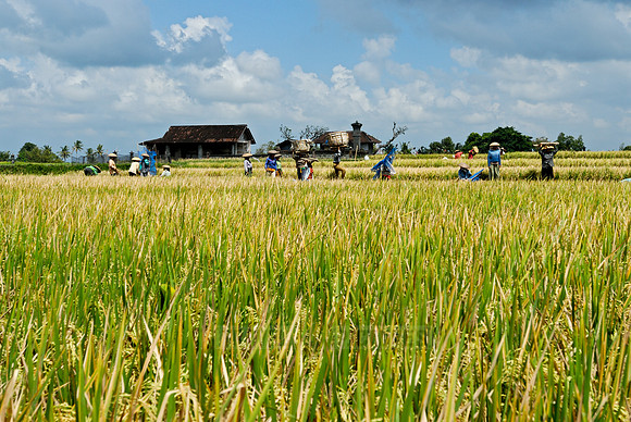 Rice fields of Bali