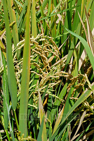 Rice fields of Bali