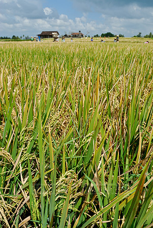 Rice fields of Bali