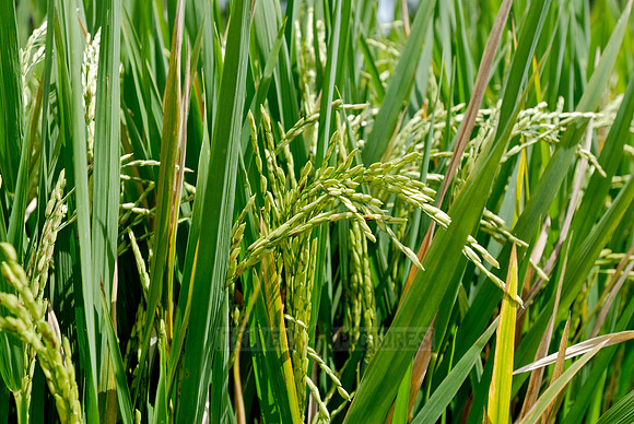 Rice fields of Bali