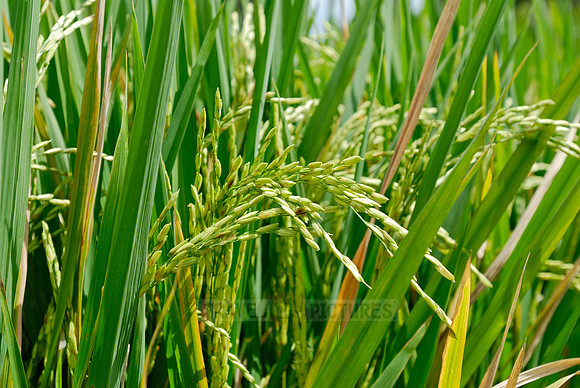 Rice fields of Bali