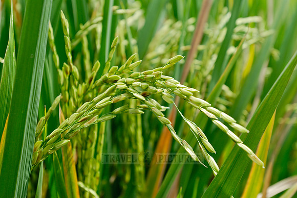 Rice fields of Bali