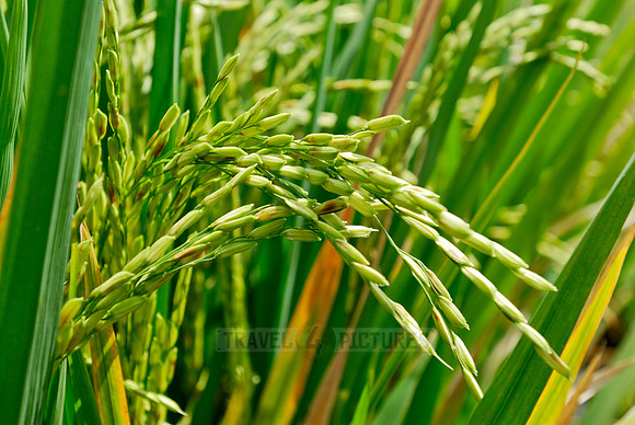 Rice fields of Bali