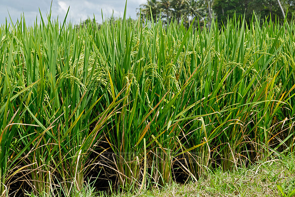 Rice fields of Bali