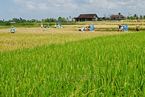 Rice fields of Bali