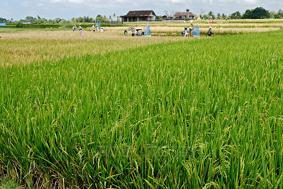 Rice fields of Bali