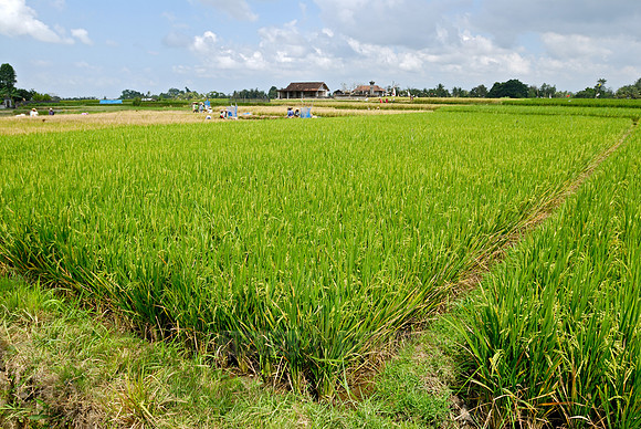 Rice fields of Bali
